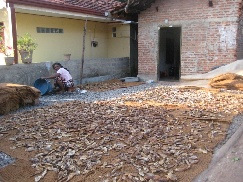 Herstellung von Trockenfisch / Laying out fish to dry