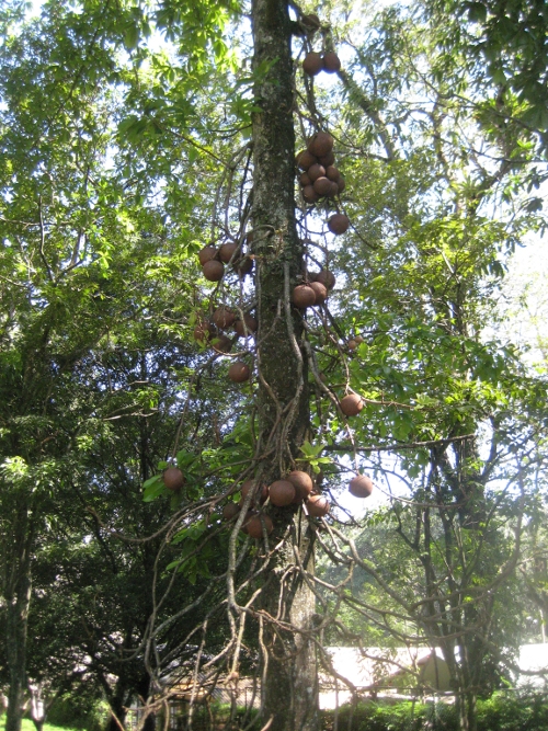 Kanonenkugelbaum / Canon ball tree