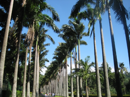 Kohlpalmenallee / Cabbage palm avenue